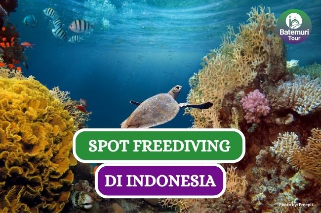 5 Spot Freediving Menakjubkan di Indonesia